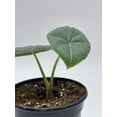 thumbnail image 5 of Alocasia Melo Maharani, White Velvet, Grey Dragon Plant, Alocasia Hybrid, 4 inch, Live Rooted Potted Rare Succulent, 5 of 8