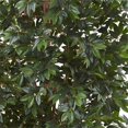 thumbnail image 2 of Nearly Natural 7.5 ft. Lychee Silk Tree, 2 of 3