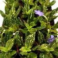 thumbnail image 3 of BubbleBlooms Michaelmoelleria Vietnamensis Rare Gesneriad Bulk Wholesale 15-Pack 4-inch Pots, 3 of 8