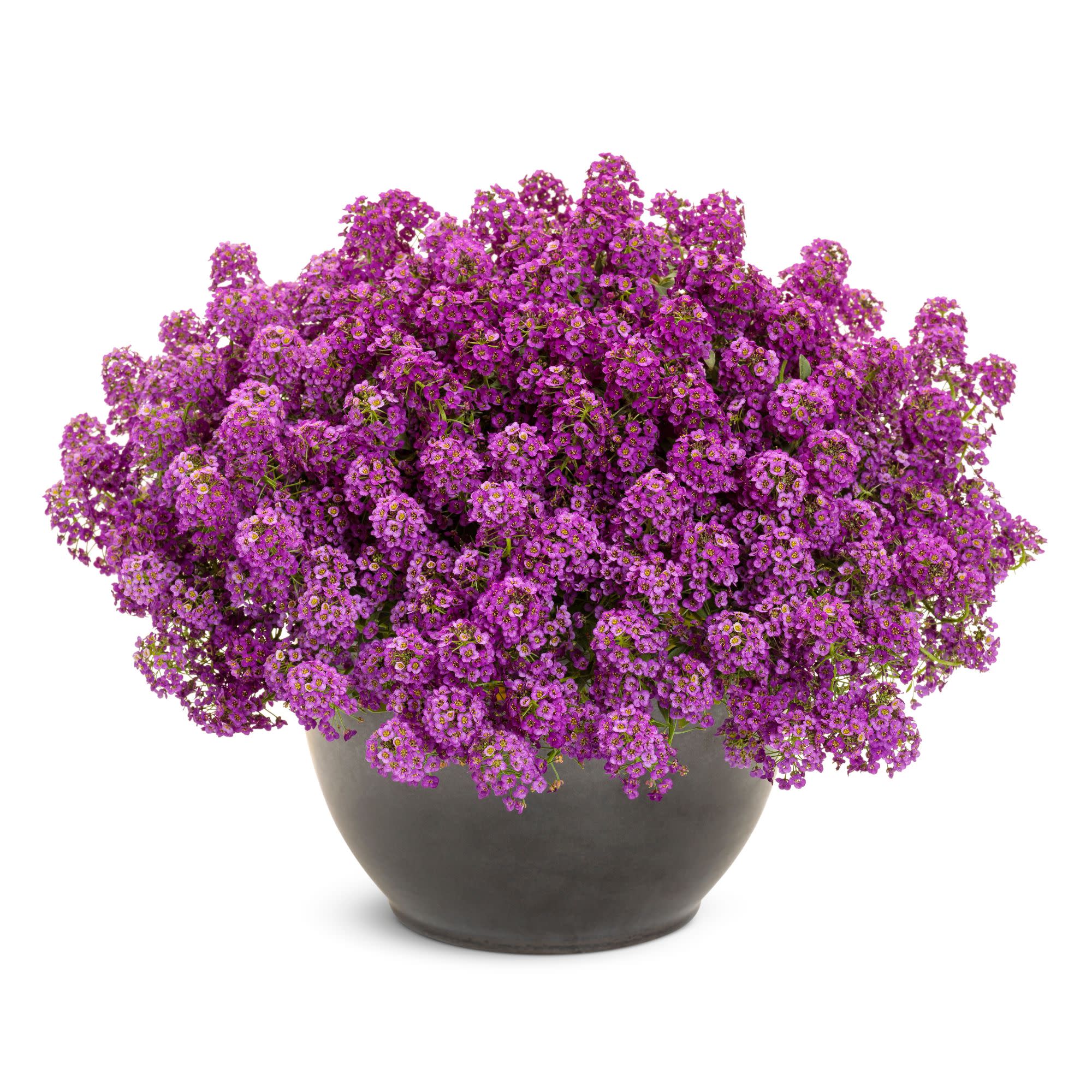 Proven Winners 4" Purple Violet Knight Sweet Alyssum Live Plant in 4.25" Pot (4 Count)