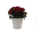 thumbnail image 3 of 10in Hydrangea Live Plant in Decorative Pot, Assorted Colours & Varieties, Outdoor Live Plants for Home Garden, 3 of 4