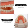 thumbnail image 3 of EeaseMX 1 modelo de dientes para niños, material didáctico y de estudio, modelo de dientes tipodonto estándar., 3 of 8