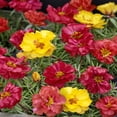 thumbnail image 2 of Drought Tolerant Portulaca Moss Rose Happy Hour Ground Cover Plant Seeds - 500 Seeds, 2 of 2