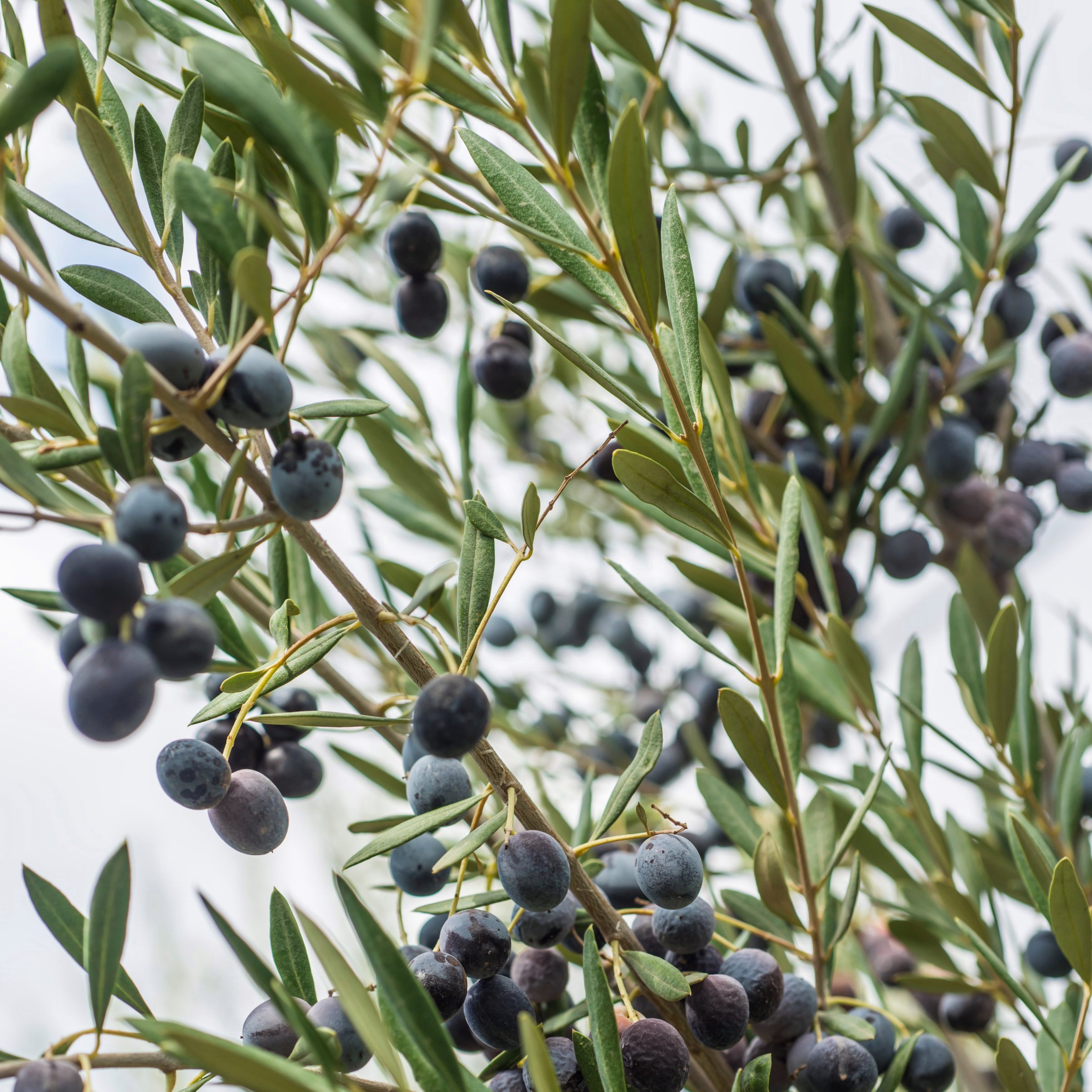 National Plant Network 1 gal. Bucida Buceras Black Olive Tree