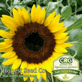 thumbnail image 4 of Black Oil Sunflower Seeds for Planting Attract Pollinators/Bees, etc | Non-GMO, 4 of 4