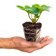 thumbnail image 1 of 5 Albion Strawberry Plants, 1 of 1