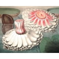 thumbnail image 2 of Vision Studio 24x20 Black Ornate Wood Framed with Double Matting Museum Art Print Titled - Vintage Water Lily II, 2 of 4