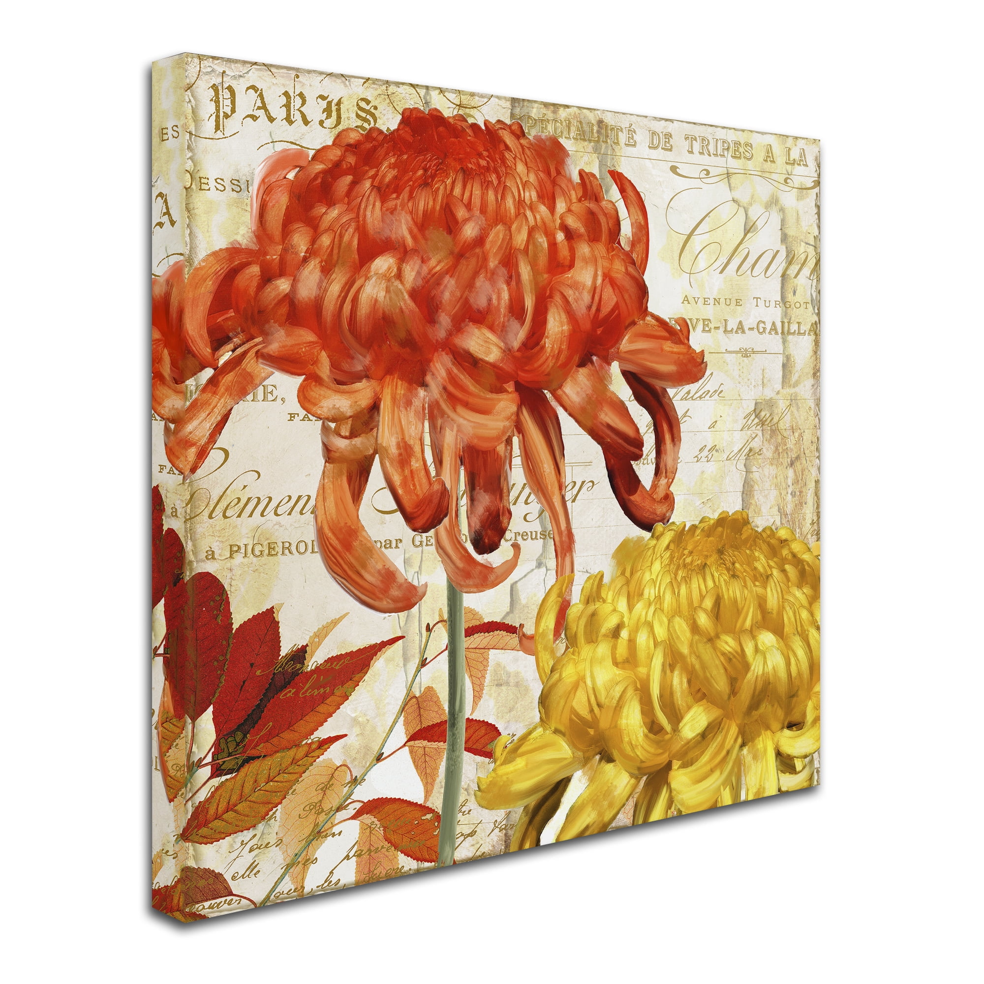 Trademark Fine Art "Chrysanthemums I" Canvas Art by Color Bakery