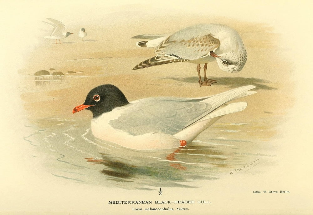 Birds Of The Britis