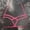 Hot Pink, variant on Women Harness Strappy Hollow Out Cross Elastic Cage Bra Cupless Bra Body Lingerie Cupless Cage Bra for Ladies, Black One Size