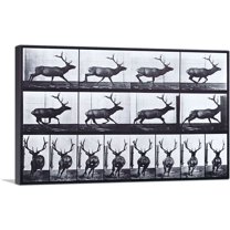 ARTCANVAS Elk Galloping Canvas Art Print by Eadweard Muybridge - Size: 60" x 40" (0.75" Deep) (3-Piece)