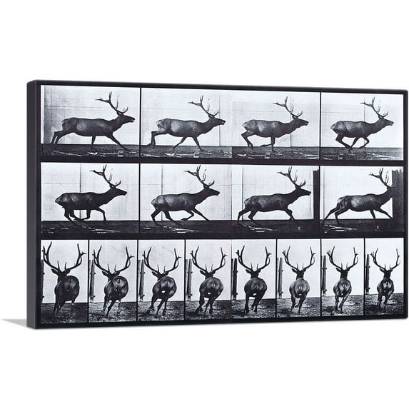 ARTCANVAS Elk Galloping Canvas Art Print by Eadweard Muybridge - Size: 60" x 40" (0.75" Deep) (3-Piece)