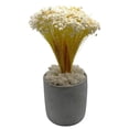 thumbnail image 4 of Bergamo Art 450g Preserved Reindeer Moss in White, 4 of 5