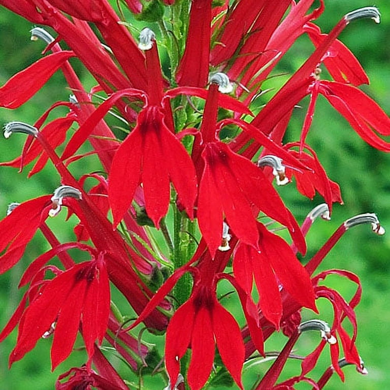 Sacred Roots Nursery Cardinal Flower, Lobelia cardinalis, Live