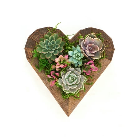 Living Succulent Heart Wood Planter- Succulent Centerpiece- Arrives Planted - Valentine's Day Gift- Low Maintenance -