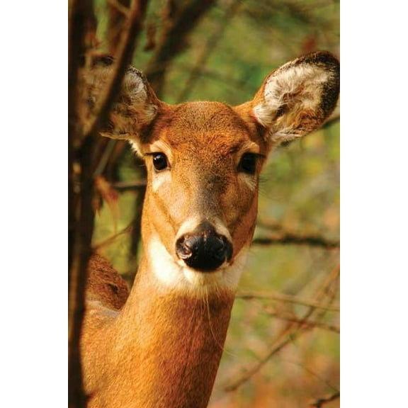 Nodin Press Blank Journals Young Deer Blank Journal, (Hardcover)