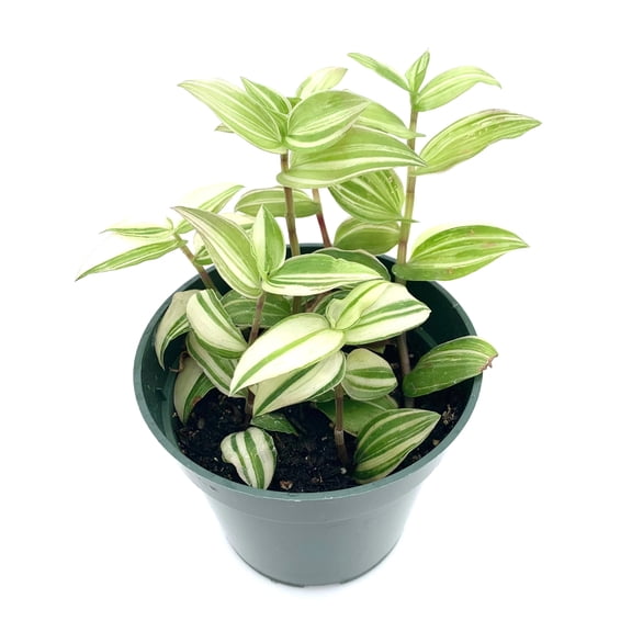 Green, White, Yellow Variegated Tradescantia Fluminensis Live Plants in Pot, Ideal House Plant, Perfect for Gifting