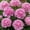 E, variant on Peony, Low Maintenance - Easy Grow - Ideal for Beds Borders, Plant Pots & Planters