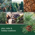 thumbnail image 3 of Ambientador para auto Yankee Candle Balsam & Cedar, paquete de 6, 3 of 8