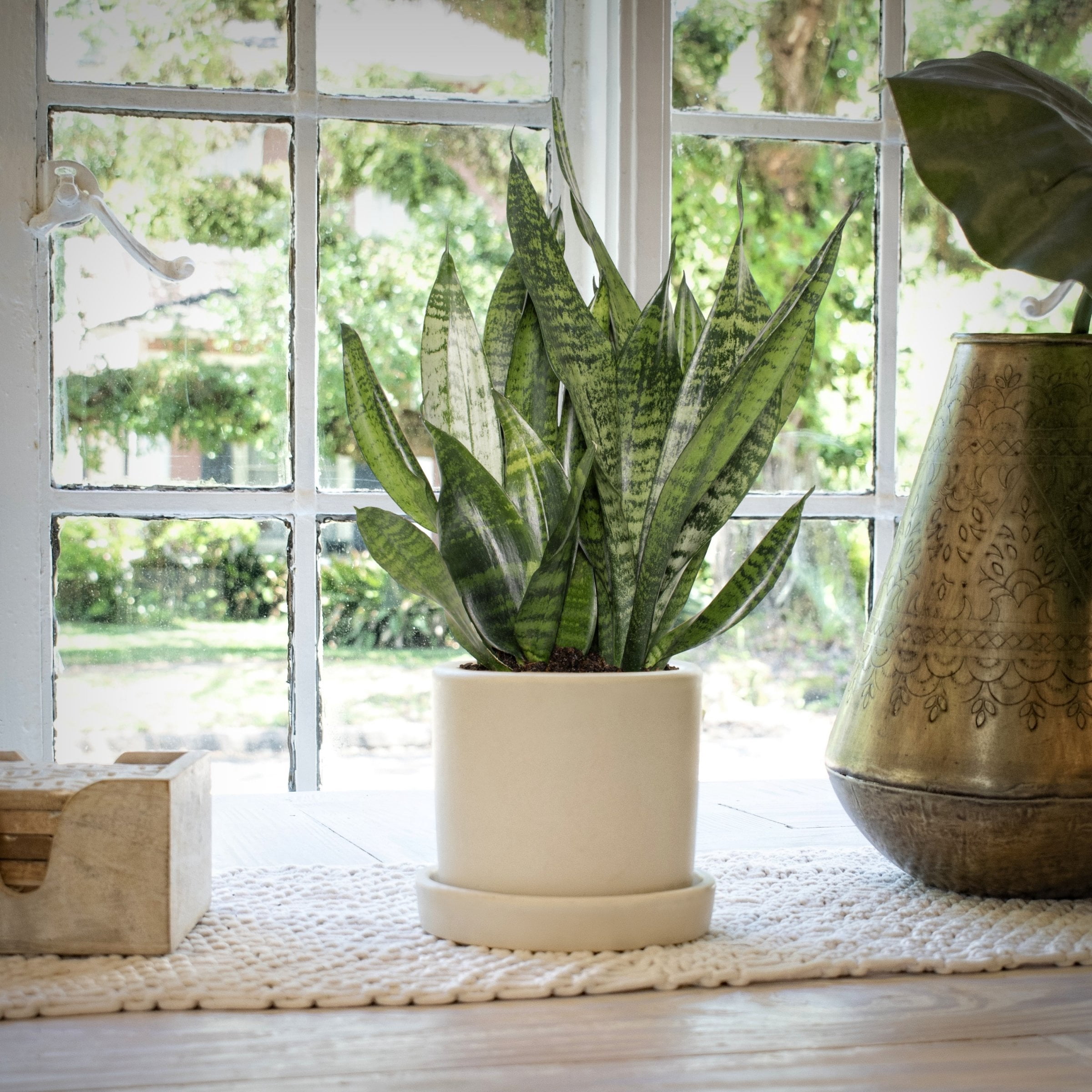 6 in. Sansevieria Zeylanica Plant in Grower Container