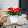 thumbnail image 3 of Better Homes & Gardens 1.5gal Orange Gerbera Daisy Live Annual Plant Sun, 3 of 5