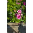 thumbnail image 2 of Carnation Clove Dianthus caryophyllus flower flower Pink White 4 inch pot - Get similar, 2 of 3