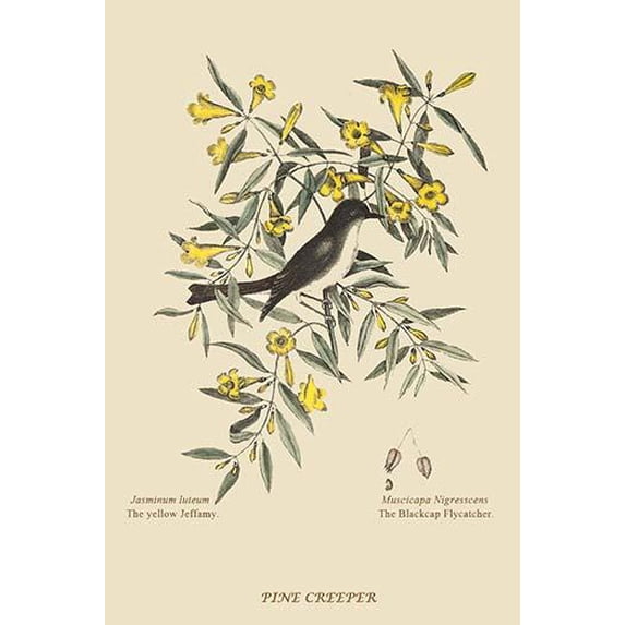 Pine Creeper-Fine Art Canvas Print (20" x 30")