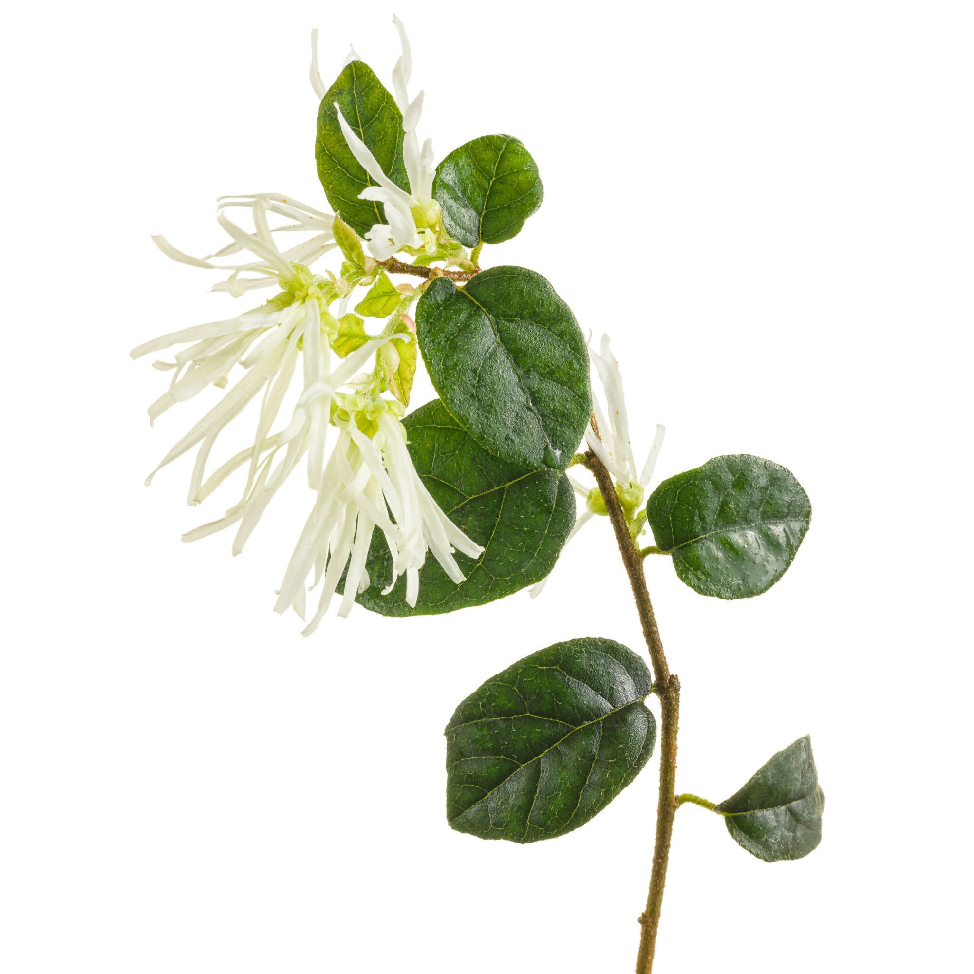 Proven Winners ColorChoice 5" Jazz Hands White Chinese Fringe-Flower Live Plant in 4.5" Pot (4 Count)