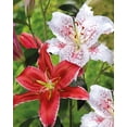 thumbnail image 1 of Bulbes de fleurs Tasc - Lys hybride oriental Kissproof et Muscadet, 1 of 2
