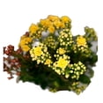 thumbnail image 3 of Planta calanchoe, 3 of 4