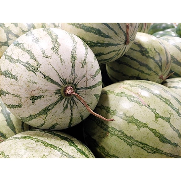 50 *Seeds DIXIE QUEEN WATERMELON White & Red Citrullus Lanatus Melon Fruit Vine Seeds