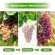 thumbnail image 3 of 30 piezas de bolsas de protección de uvas de 20x30cm, bolsas de protección de frutas verdes con cuerdas, bolsas de organza, bolsas de malla transparente para prevenir moscas de la fruta, avispas, inse, 3 of 5
