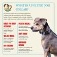 thumbnail image 5 of Country Brook Petz® Utah Everyday Dog Collar - Made in the U.S.A., Small, 5 of 7