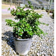 Expert Gardener 2.5q Cotoneaster