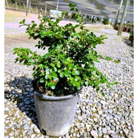 Expert Gardener 2.5q Cotoneaster