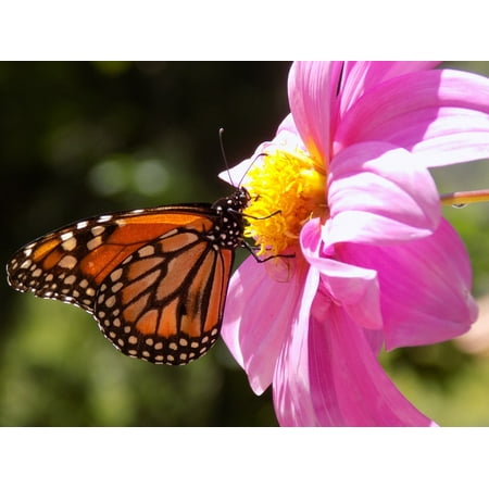 Monarch Life Cycle Poster LAMINATED POSTER Monarch Flower Pink Flower Butterfly Garden Macro Poster Print 24 x 36 ()