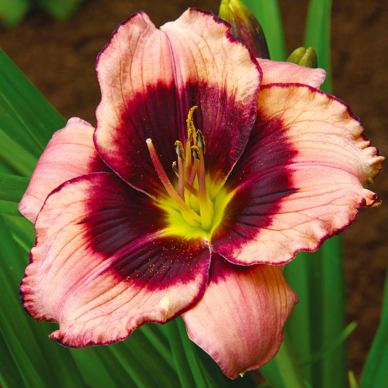 Van Zyverden Daylily Blackberries & Cream Plant Root Partial Sun Multi