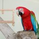 thumbnail image 4 of 1 Juego de jaula para loros, juguetes colgantes, columpio para pájaros, juguetes para morder loros, 4 of 6