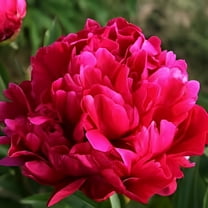 Daylily Nursery Peony Karl Rosenfield Bareroot 2-3 Eye Plant Bulb