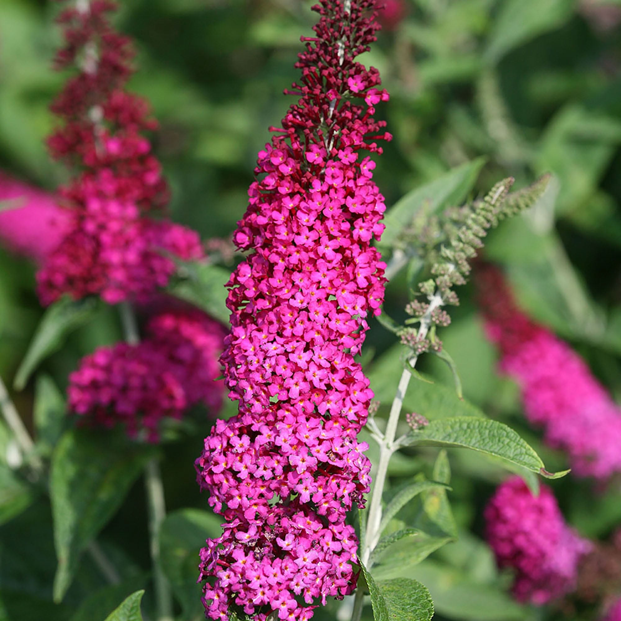 Proven Winners ColorChoice Miss Molly Buddleia Live Shrub (2 Gallon)