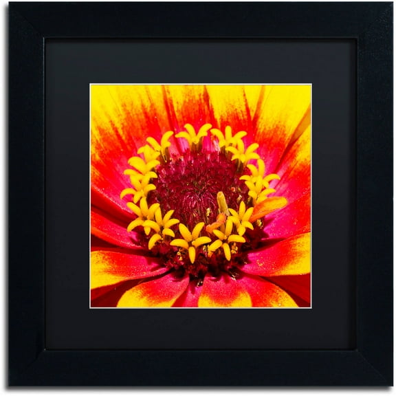 Trademark Fine Art "Floral Mass Coronal Ejection" Canvas Art by Kurt Shaffer, Black Matte, Black Frame