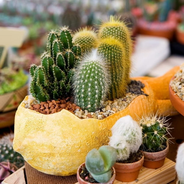 CEMEHA S Cactus Ornemental Exotic Mix Plante Succulente d'intérieur pour la  plantation sans OGM 