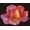 Budding Rose, variant on Diamond Dotz Red Rose Corsage Diamond Painting Kits for Adults - Diamond Art Kits a Relaxing Creative Craft Kit with Dotz Gems 16.5x10.6