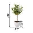 thumbnail image 2 of Flora Bunda CS3172E-GY 28' Olive Tree in 7.25' Cement Pot,Gray, 2 of 5