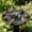 A, variant on Solar Birdbath Fountain, Floating Solar Water Pump, Automatic Sprinkler for Pond Pool Garden Patio Yard Decoration, Outdoor Water Feature, Bird Bath Ornament, Energy Efficient