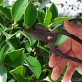 thumbnail image 4 of BambooMN Bonsai 7" Heavy Duty Butterfly Shear - 30 Pieces, 4 of 5