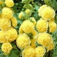 thumbnail image 3 of 300+ Double Yellow Hollyhock Seeds for MVR1&nbsp;Planting - Giant Hollyhock Flowers Seed Perennial Outdoor Home Garden Flower Attracts Pollinators, 3 of 3