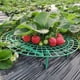thumbnail image 1 of Apoyos para plantas de fresa - Protectores de suelo en paquetes de 5 para mantener limpias las bayas y prevenir la podredumbre en condiciones de lluvia, 1 of 9