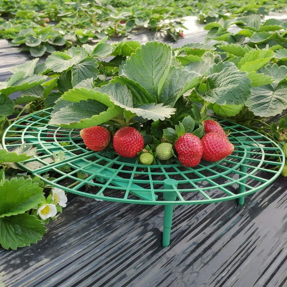 EGNMCR Strawberry Plant Growing Supports Keep Strawberries Off Rot In The Rainy Days Growing Strawberries