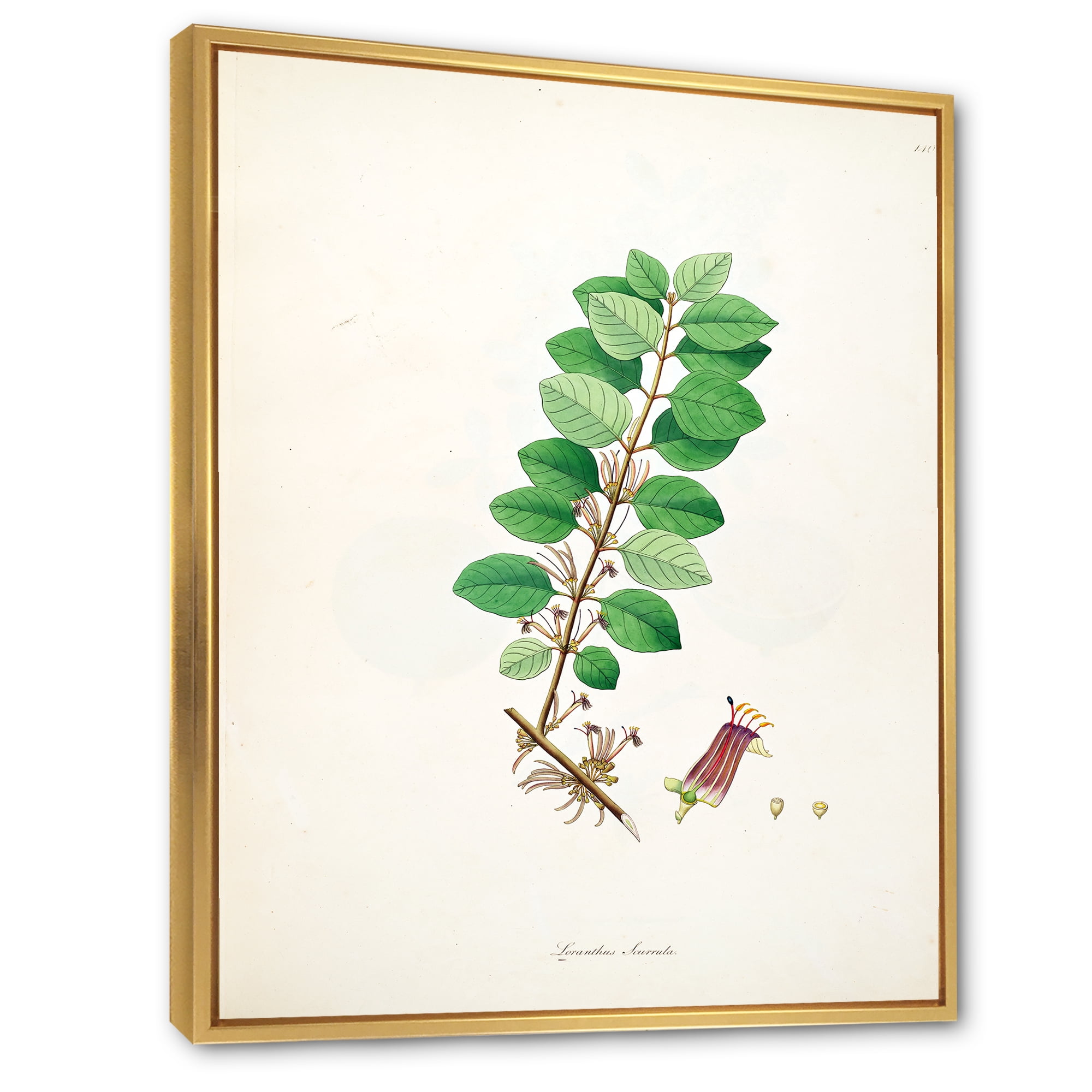 Ancient Plant Life XVII 30 in x 40 in Framed Painting Canvas Art Print, by Designart